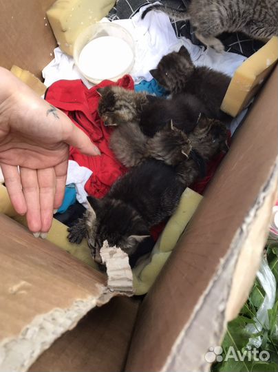 Котята в добрые руки