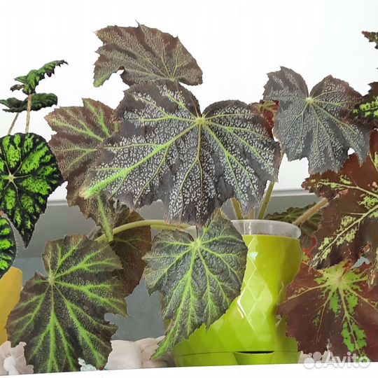 Бегония декоративно лиственная