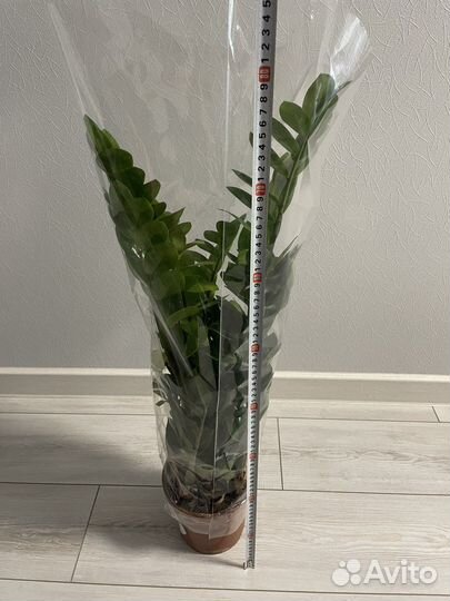 Замиокулкас D17H80