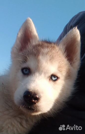 Продается щенок сибирской хаски