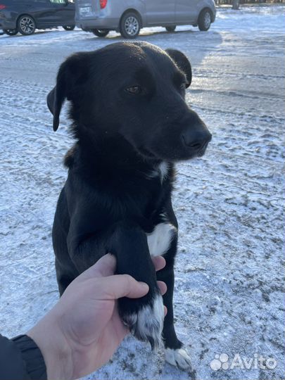 Собака в добрые руки