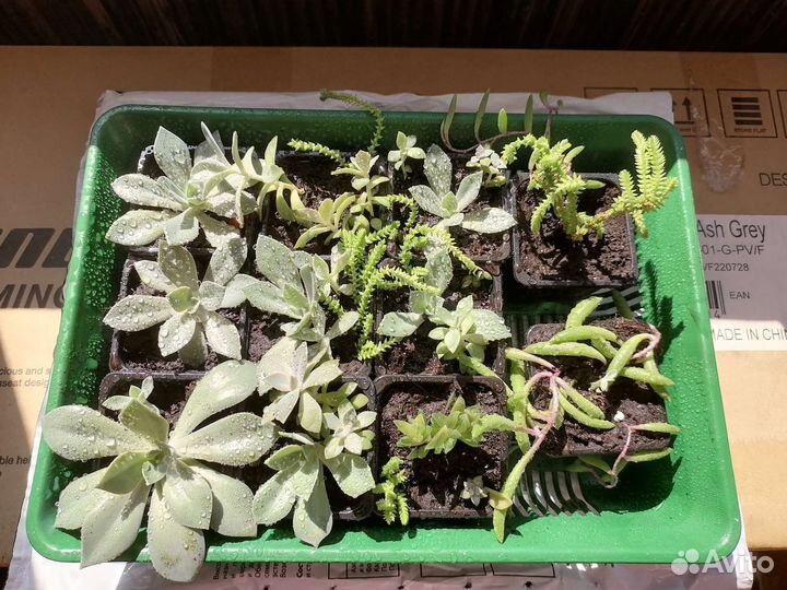 Суккуленты