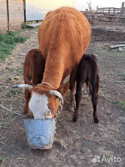 Коровы и телята