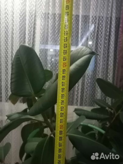 Фикус каучуконосный большой