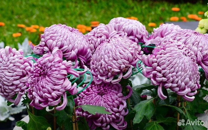 Хризантемы / многолетние цветы