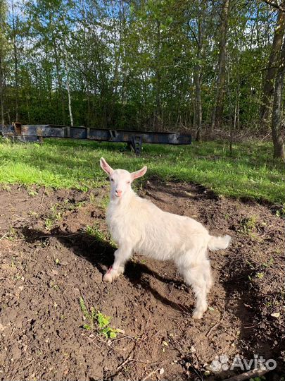 Коза + козлята