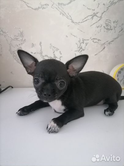 Продам щенков чихуахуа