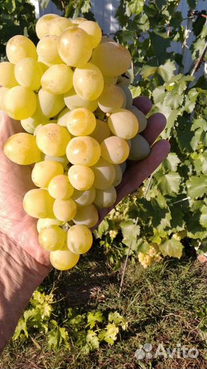 Саженцы персика, абрикоса, винограда, ежевики