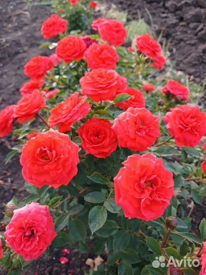 Саженцы роз миниатюрные