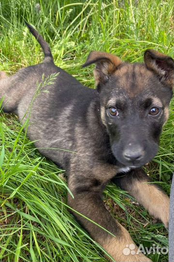 Щенок девочка