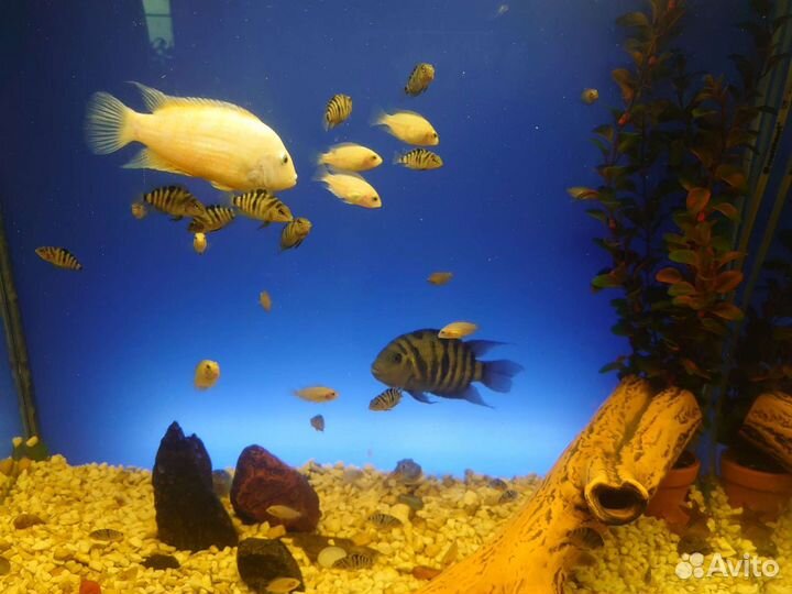 Аквариум 100литров с Рыбками Цихлидами и Декором