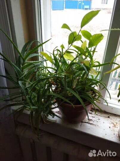 Алоэ столетник