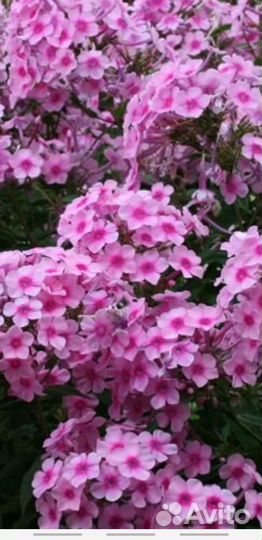 Флоксы многолетние