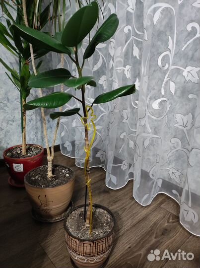 Фикус комнатный
