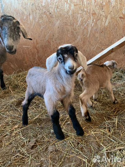 Камерунские, нубийские и альпийские молодые козы