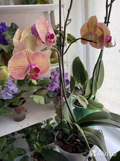 Продам орхидею Биглип, много все разные