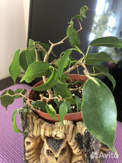 Сортовые фикусы