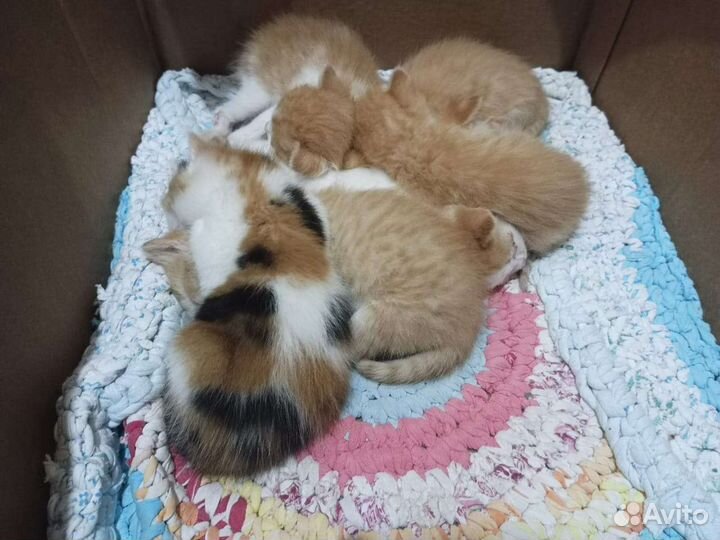 Котята в добрые руки