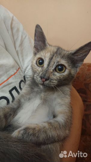 Кошечка в добрые руки