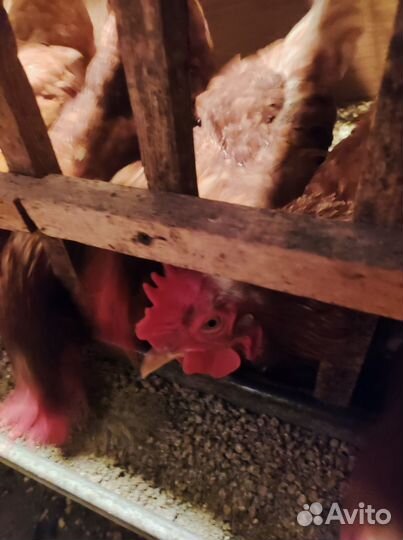 Куры несушки