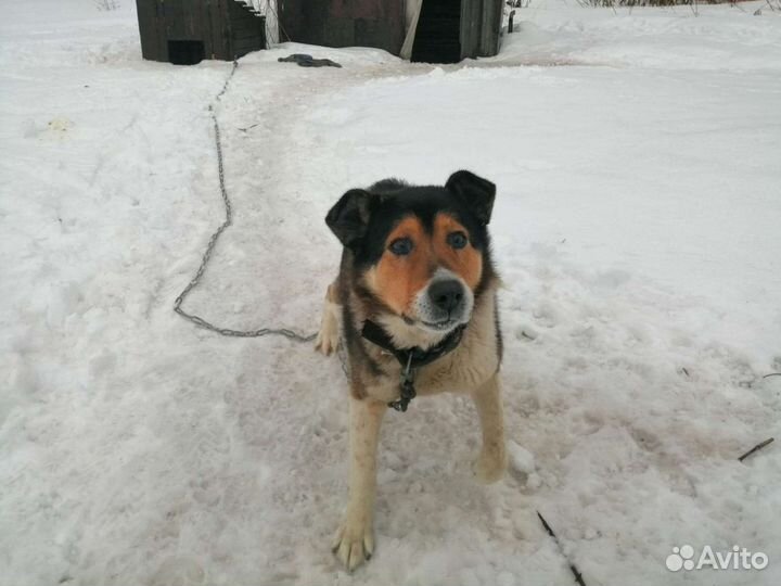 Собака в добрые руки отдам бесплатно