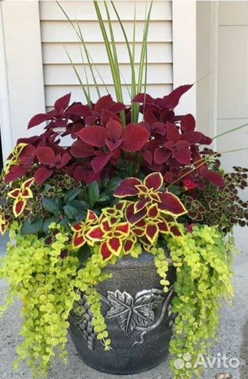 Вербейник монетчатый (лизимахия)