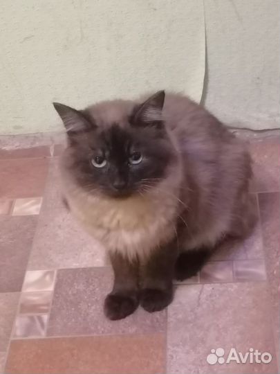 Сиамский кот