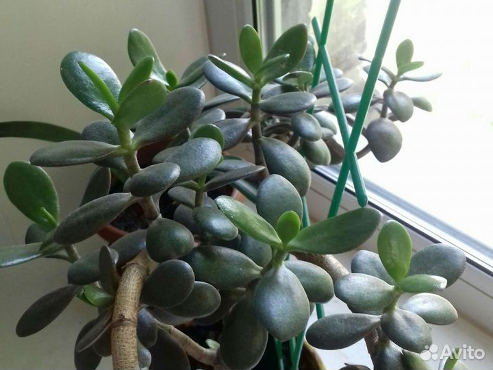 Денежное дерево толстянка