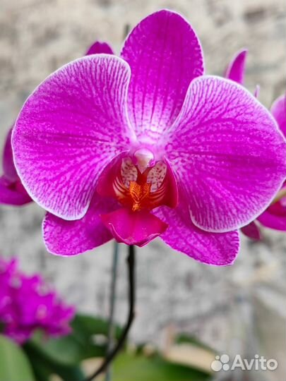 Орхидея фаленопсис бабочка