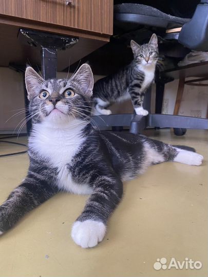 Котята в добрые руки бесплатно