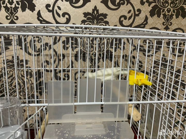 Кенара и канарейки