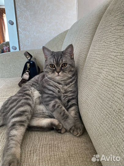 Шотланский кот на вязку