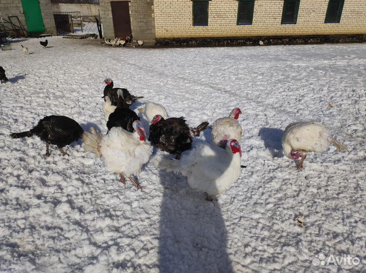 Индюки домашние мясо