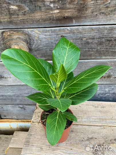 Фикус бенгальский одри