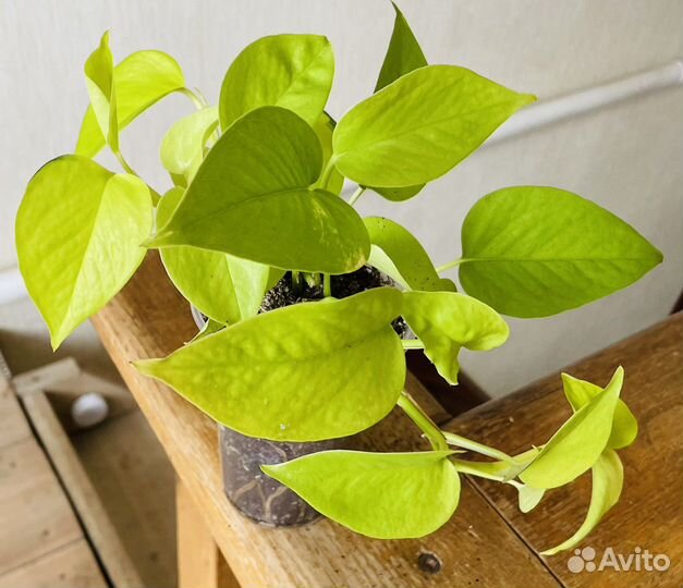 Эпипремнумы и сциндапсусы