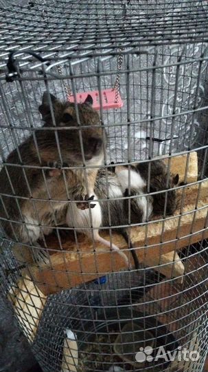 Белка дегу с клеткой