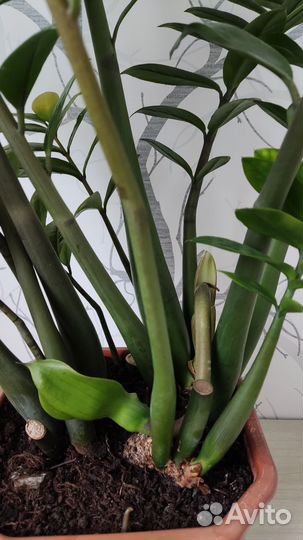 Замиокулькас