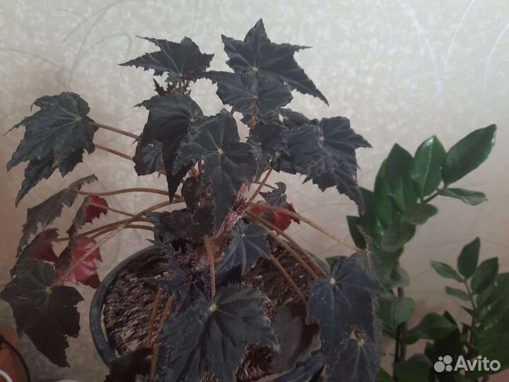 Бегония клеопатра