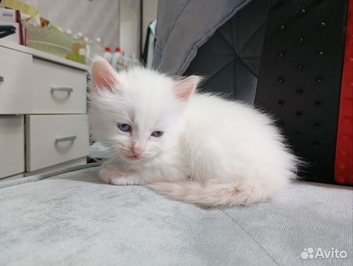 Котята