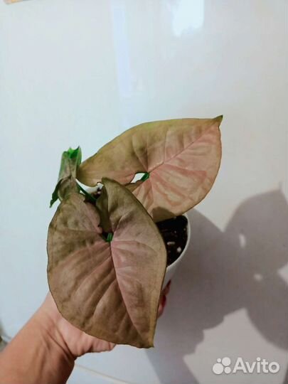 Сингониумы взрослые и монстера