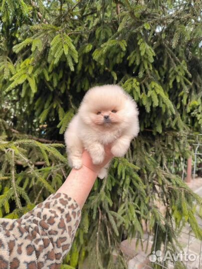 Щенки мини мишки