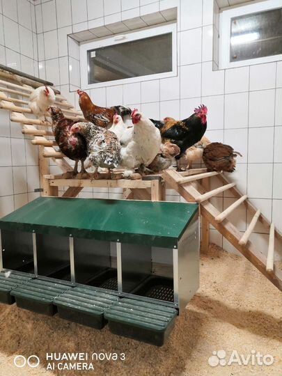 Птица куры гуси индоутки