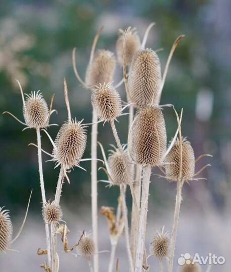 Ворсянка посевная (Колючка для букетов)