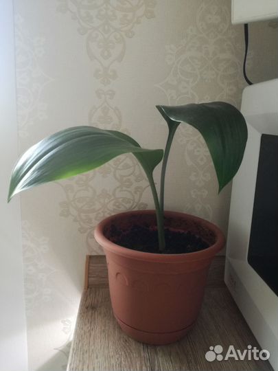 Эухарис амазонская лилия