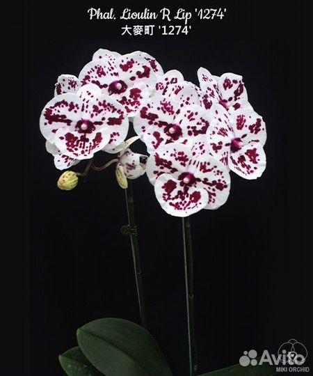 Орхидея Phal. Lioulin R Lip '1274'
