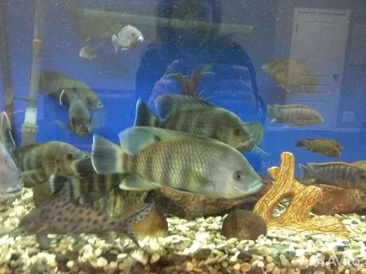 Аквариумные рыбки