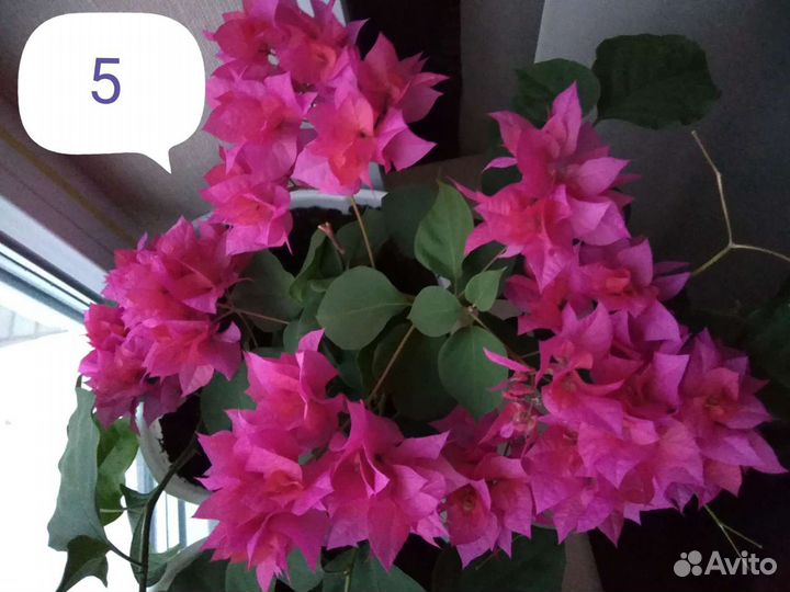 Бугенвиллия