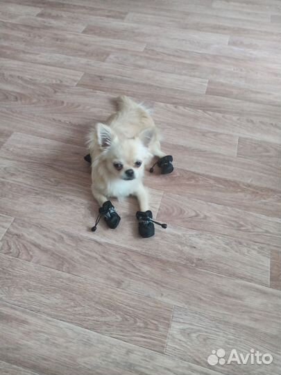 Одежда для собак