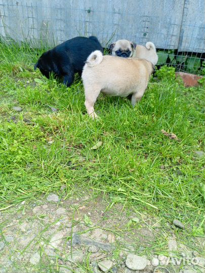 Щенки мопса