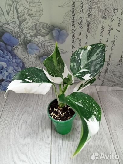 Филодендроны Вайт принцесса Вайт визард Вайт кнайт
